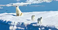 Polar bear and cubs, Svalbard, Norway.
