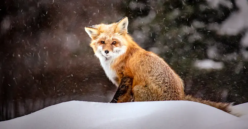 Red fox, Yellowstone National Park, Wyoming.