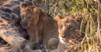 African Lions