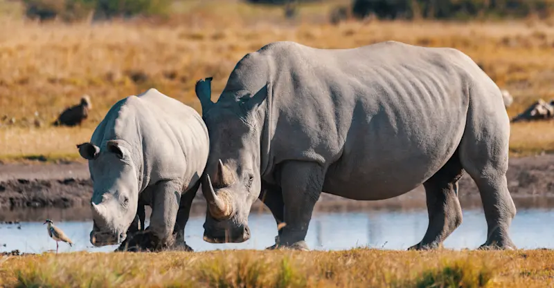 White rhino, Mosi-oa-Tunya National Park, Zambia.