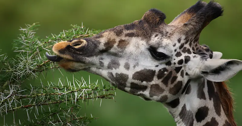 Masai giraffe, Maasai Mara National Reserve, Kenya.