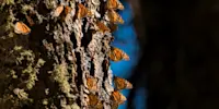 Monarch butterflies, El Rosario Butterfly Sanctuary, Mexico.