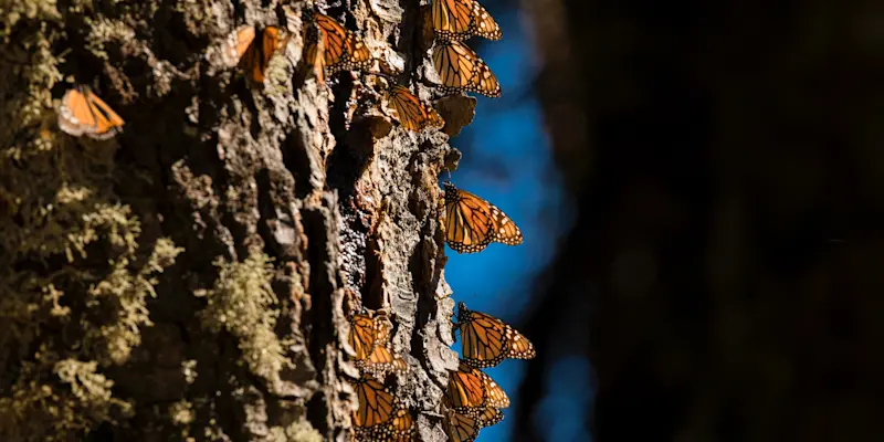 Monarch butterflies, El Rosario Butterfly Sanctuary, Mexico.