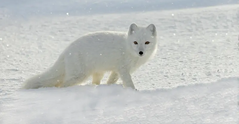 Arctic fox, Churchill, Manitoba.