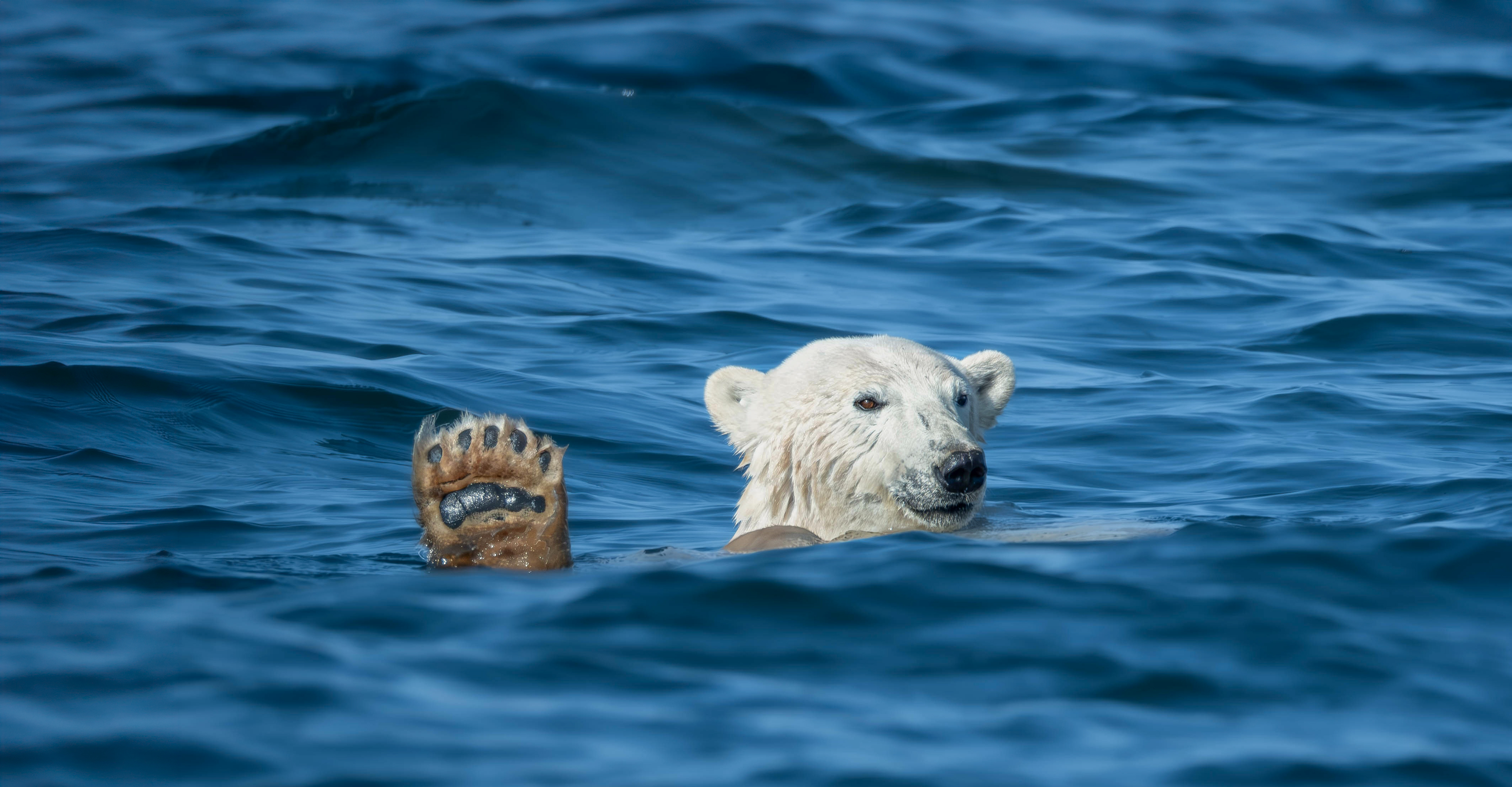 From Polar Bears to Permafrost: Churchill’s Changing Arctic