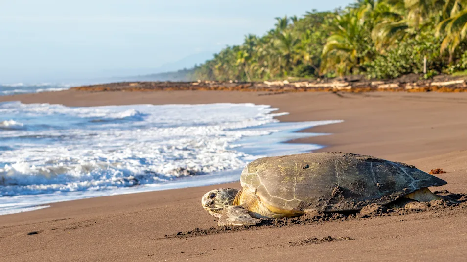 Sea turtle, beach, Costa Rica
