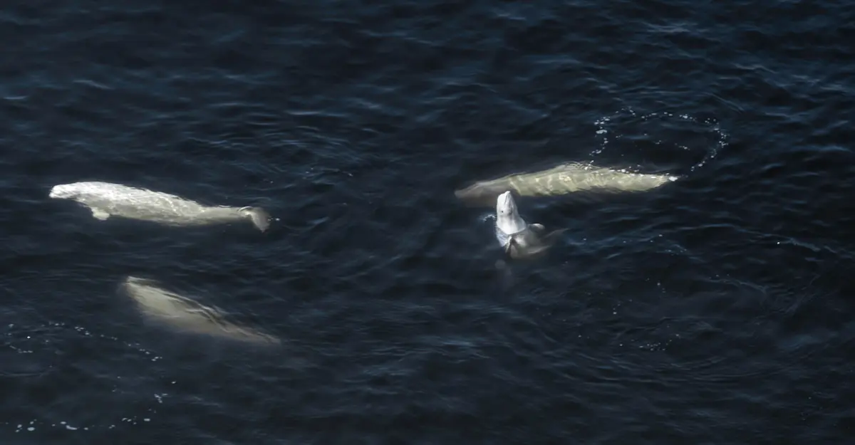 Aerial view of beluga whales, Churchill, Manitoba, Canada.