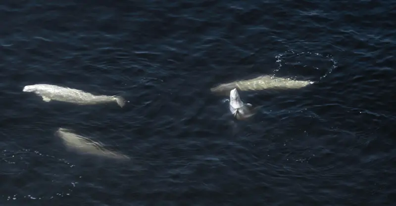 Aerial view of beluga whales, Churchill, Manitoba, Canada.