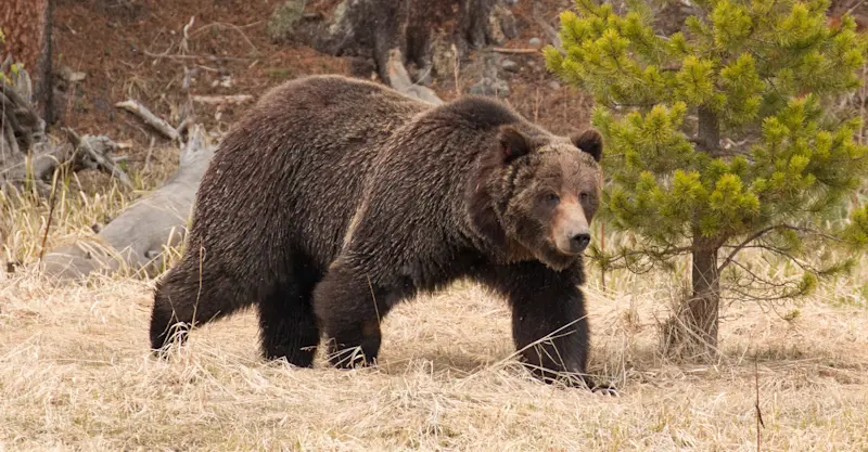Grizzly bear, Yellowstone National Park, Wyoming.