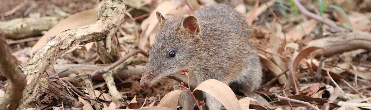 Bandicoot, Australia South, Asia