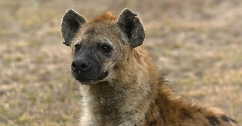 Spotted hyena, Marataba Private Reserve, South Africa.