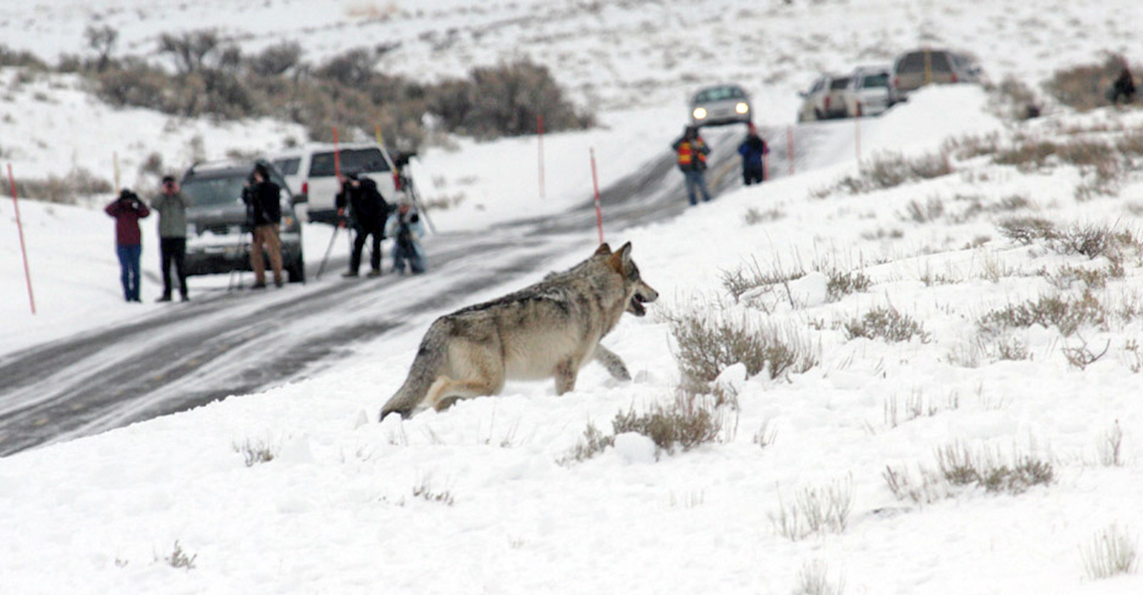 Nat Hab guests and gray wolf, Yellowstone National Park, Wyoming.