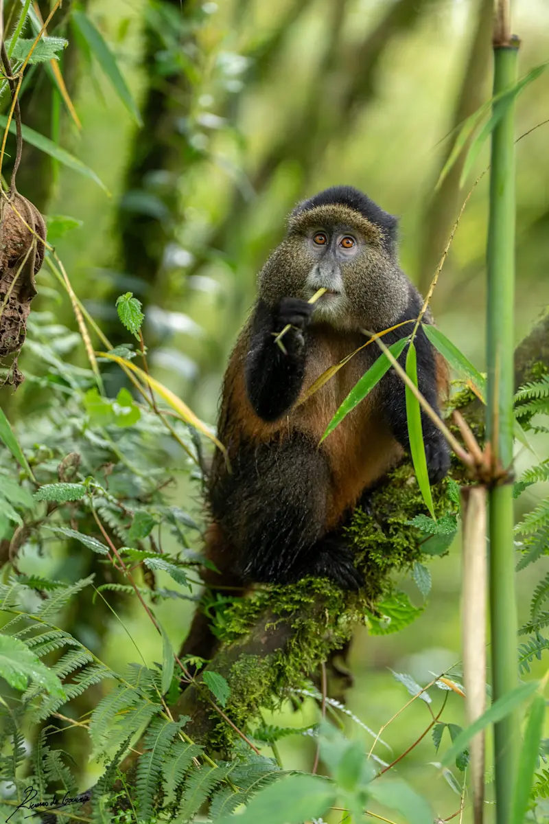 Golden monkey, Volcanoes National Park, Rwanda.