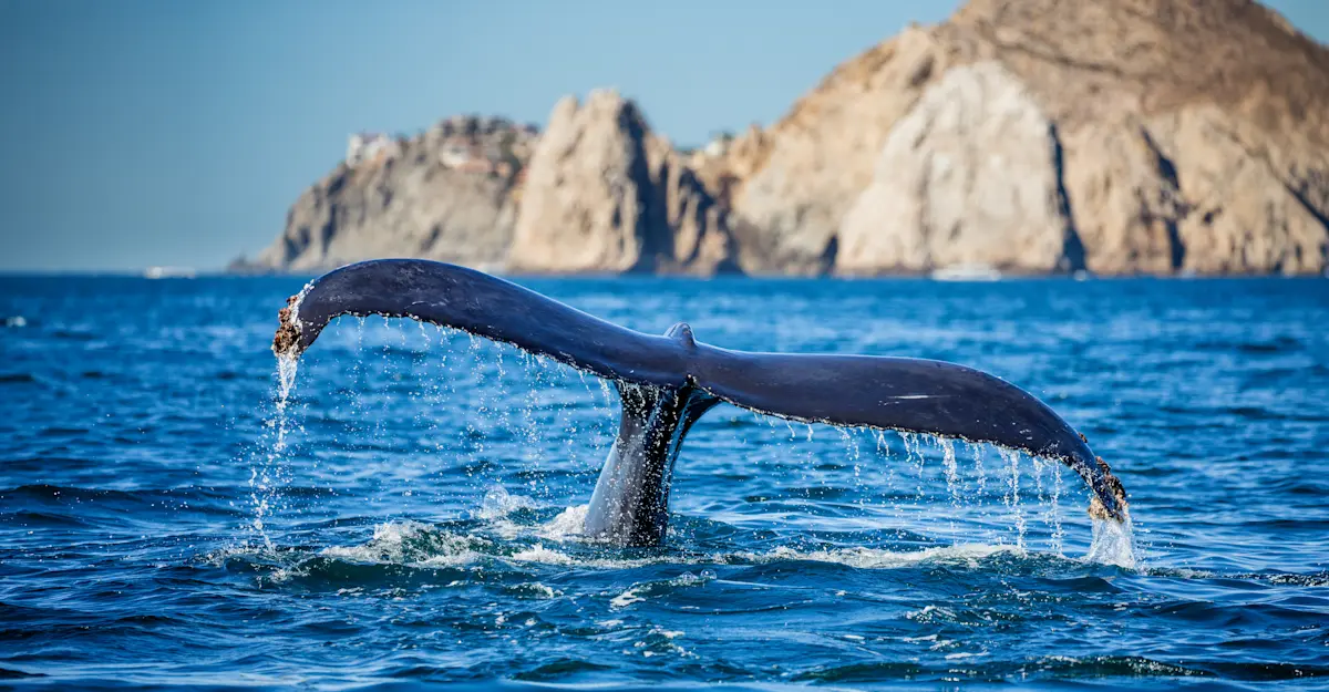 Humpback Whale fluke, Baja, Mexico.