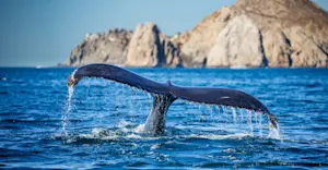 Humpback Whale fluke, Baja, Mexico.