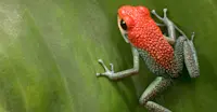 Granular poison frog, Tiskita Private Biological Reserve, Costa Rica.