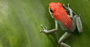 Granular poison frog, Tiskita Private Biological Reserve, Costa Rica.