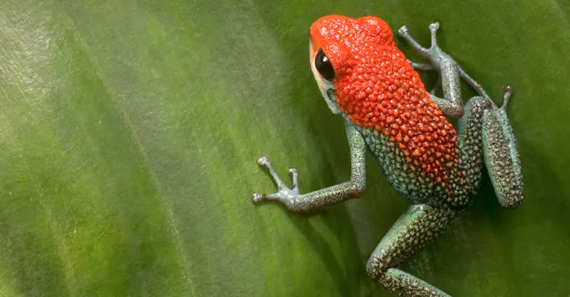 Granular poison frog, Tiskita Private Biological Reserve, Costa Rica.