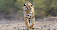 Bengal tiger, Tadoba National Park, India.