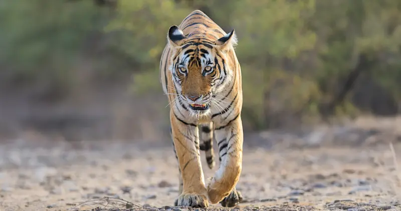 Bengal tiger, Tadoba National Park, India.