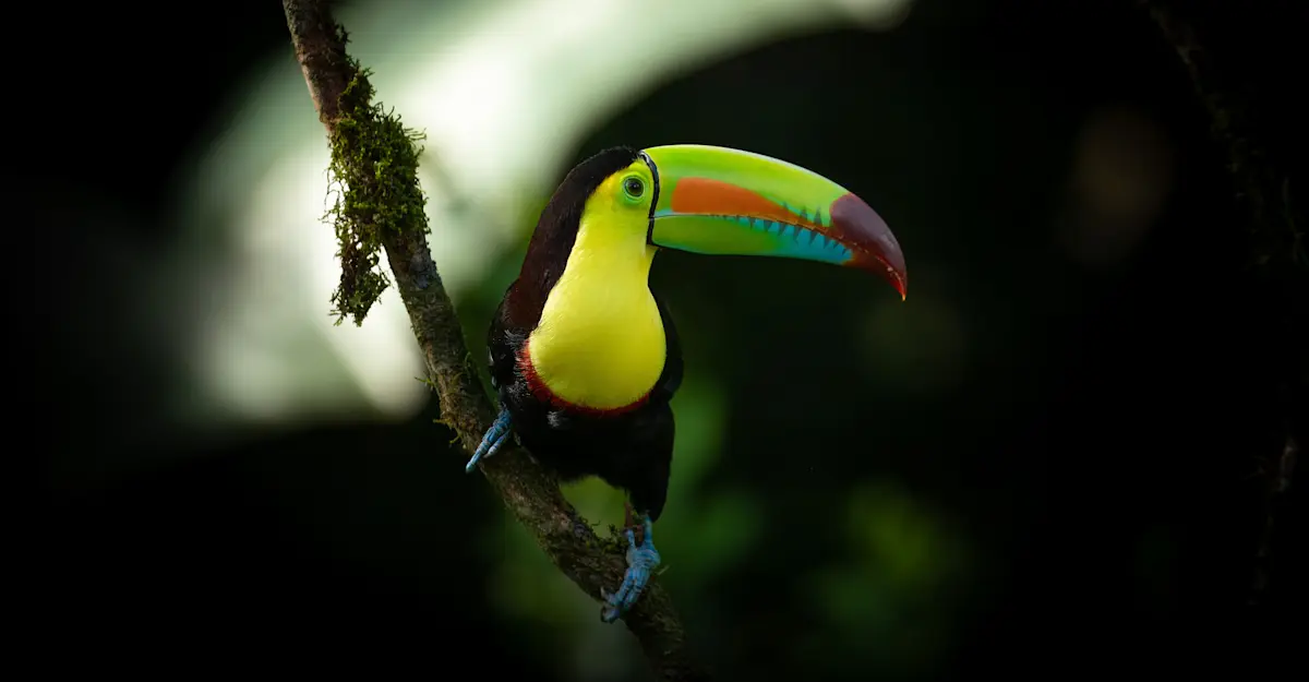 Toucan