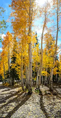 Fall Aspens