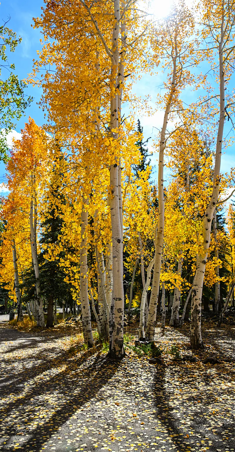 Fall Aspens