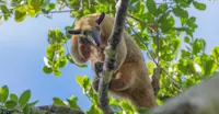 Southern tamandua (lesser anteater), Amazon, Peru.
