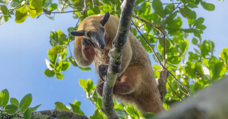Southern Tamandua (lesser anteater), Amazon, Peru.