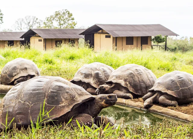 Accommodations|Natural Habitat Wild Tortoise Camp|Nat-Hab-Wild-Tortoise-Camp-18