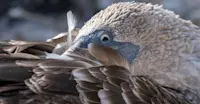 Blue-footed booby, Galapagos Islands
