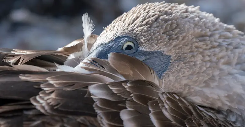 Blue-footed booby, Galapagos Islands