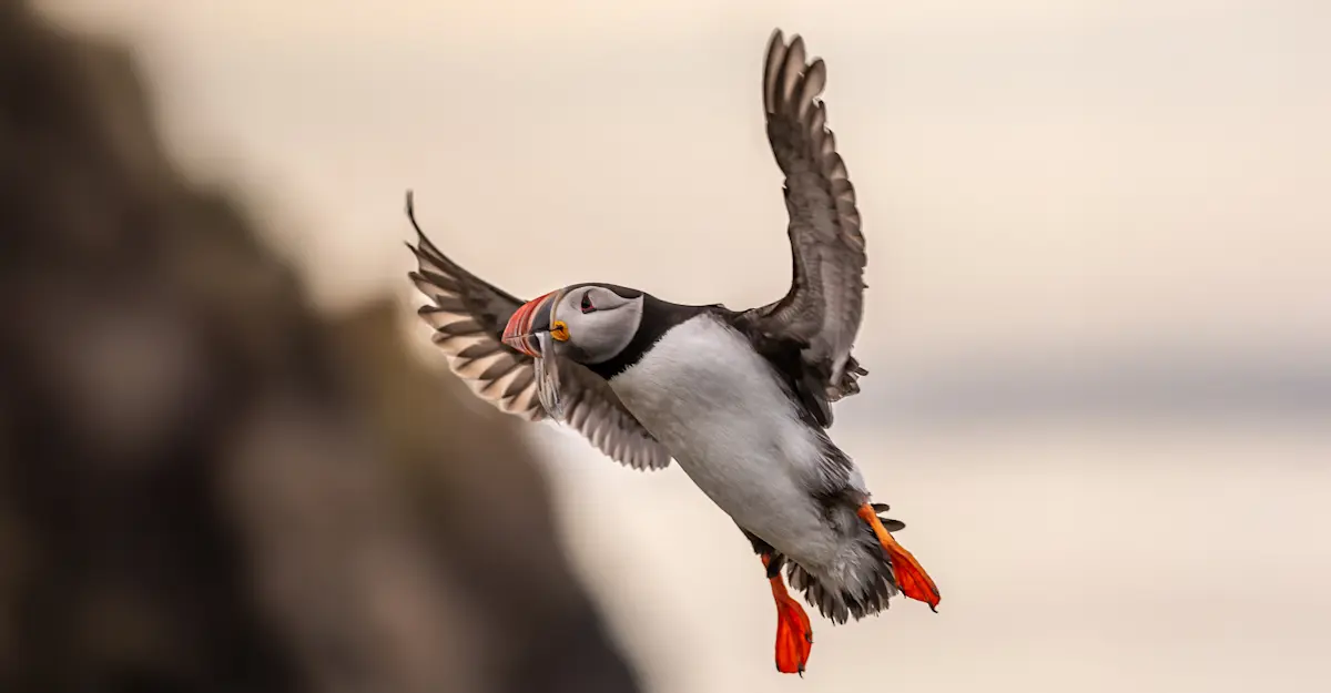 Atlantic Puffin, Iceland.