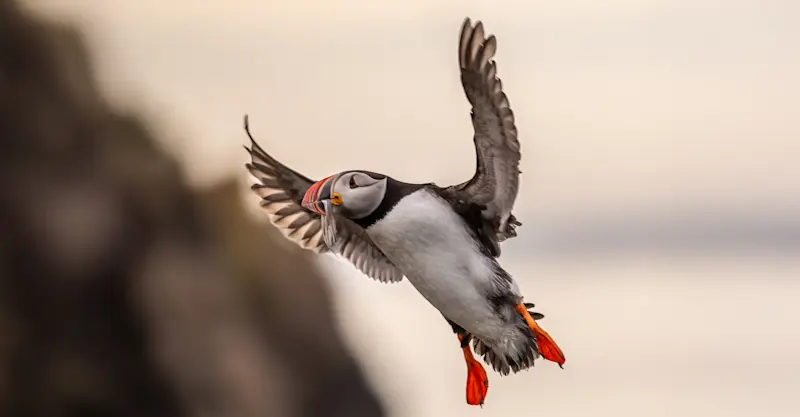 Atlantic Puffin, Iceland