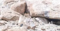 Snow Leopards, Himalayas 