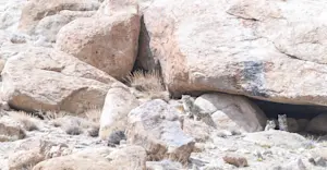 Snow Leopards, Himalayas 