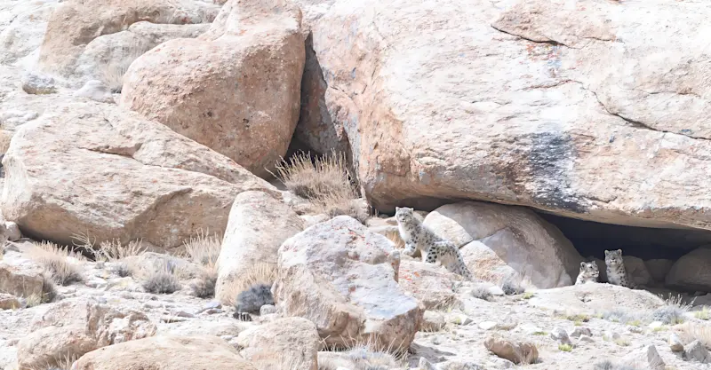 Snow Leopards, Himalayas 