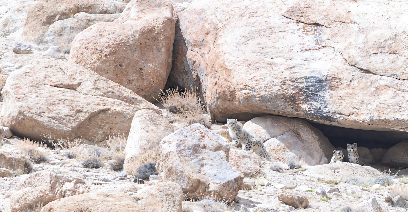 Snow Leopards, Himalayas 