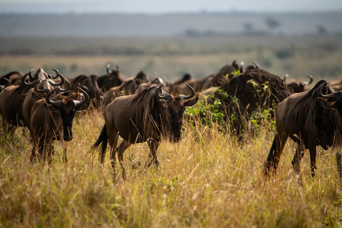 Wildebeests, Ngorongoro Crater, Tanzania.