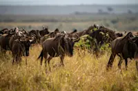 Wildebeests, Ngorongoro Crater, Tanzania.