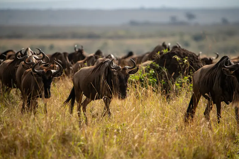 Wildebeests, Ngorongoro Crater, Tanzania.