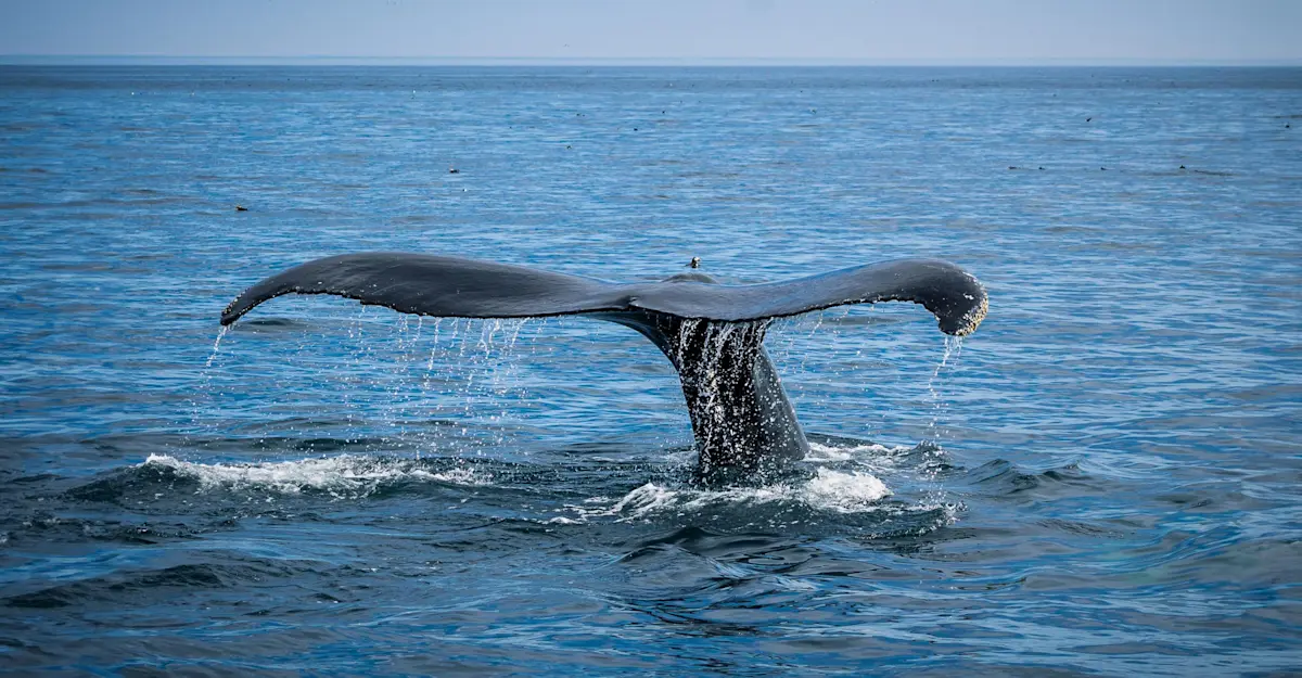 Whale fluke, Newfoundland and Labrador.