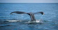 Whale fluke, Newfoundland and Labrador.