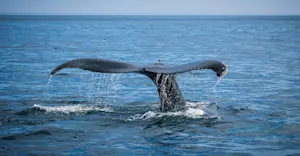 Whale fluke, Newfoundland and Labrador.
