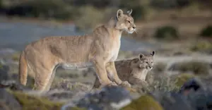 Pumas, Torres del Paine National Park, Patagonia, Chile.