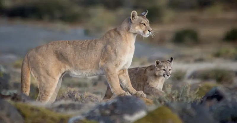 Pumas, Torres del Paine National Park, Patagonia, Chile.