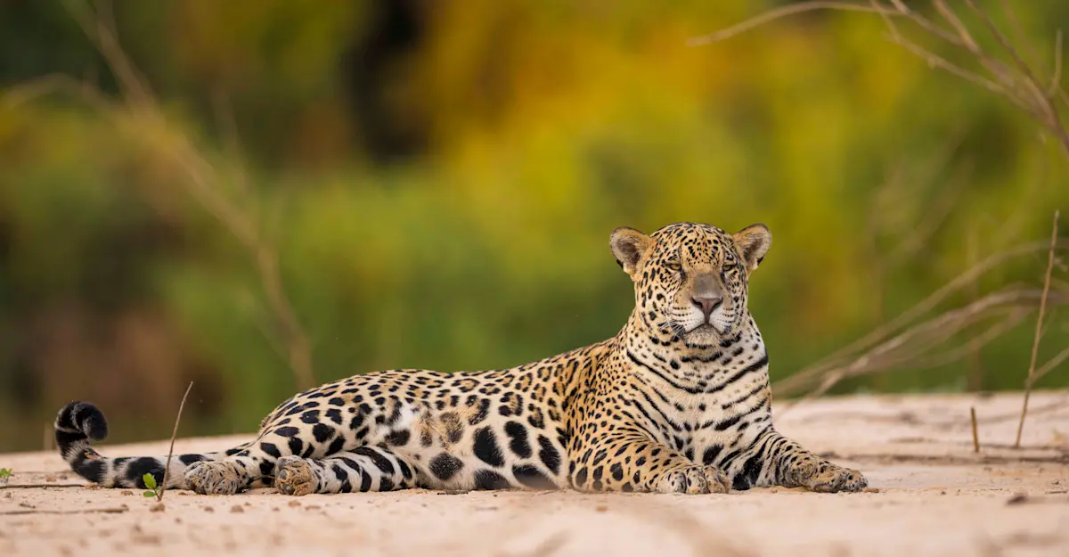 Jaguar, Pantanal, Brazil.