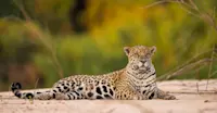 Jaguar, Pantanal, Brazil.