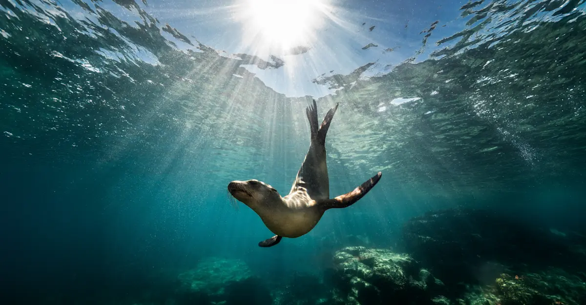 Sea Lion, Baja, Mexico.