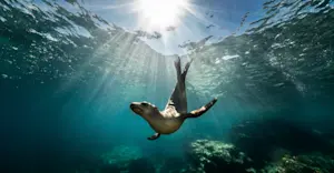 Sea Lion, Baja, Mexico.
